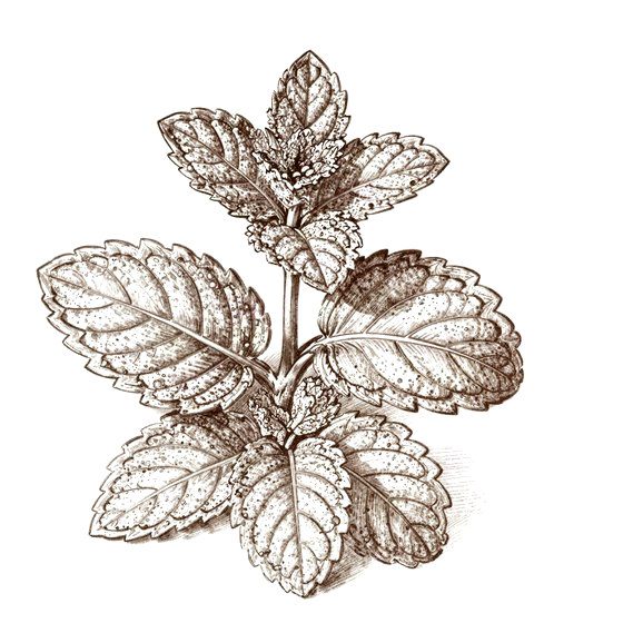 Peppermint