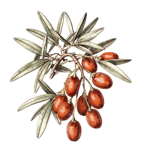 Goji Berry
