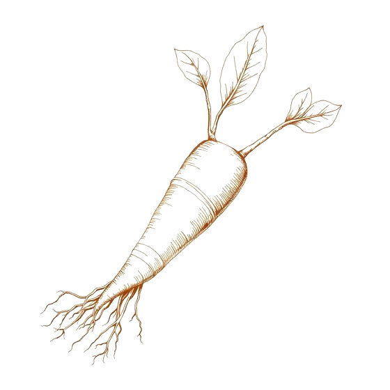 Ginseng
