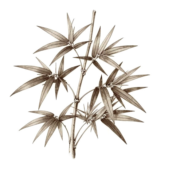Bamboo Leaf
