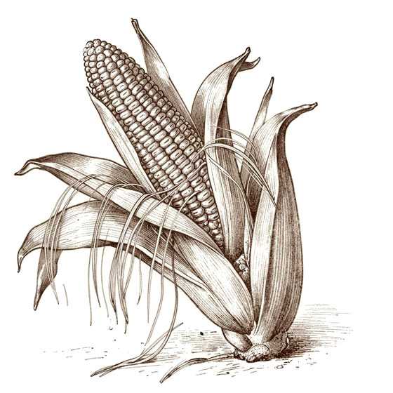 Corn Silk