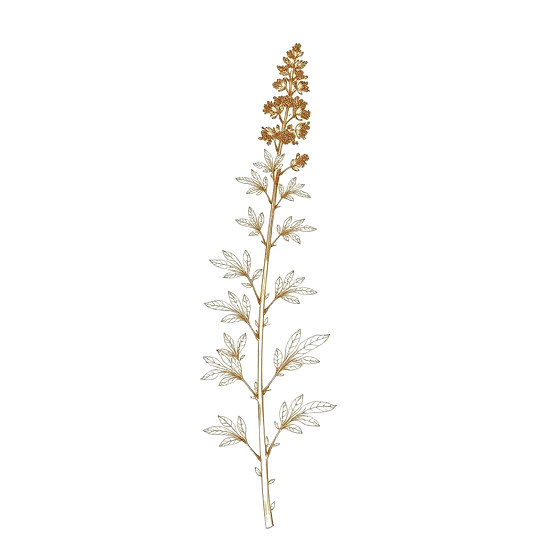 Mugwort (艾葉)